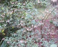 vaccinium corymbosum 1r.jpg